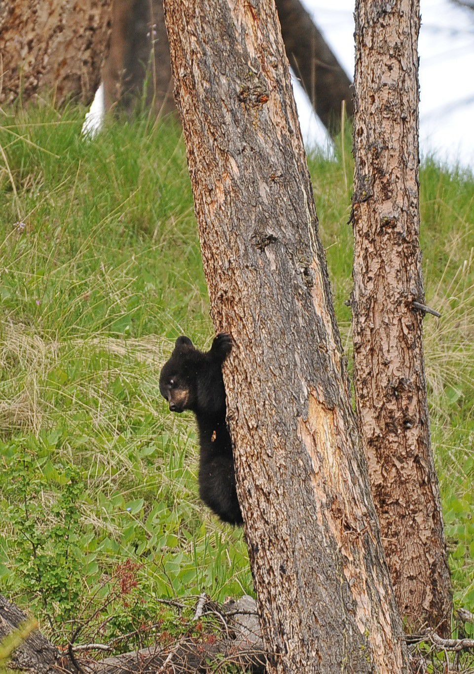 Up a tree